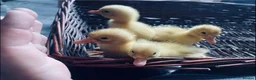 Chickens poultry for sale: Pekin bantam chicken chicks - Advert 4