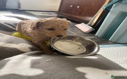 Toy Poodle dogs for sale: Stunning litter of Toy Poodles - Image 26