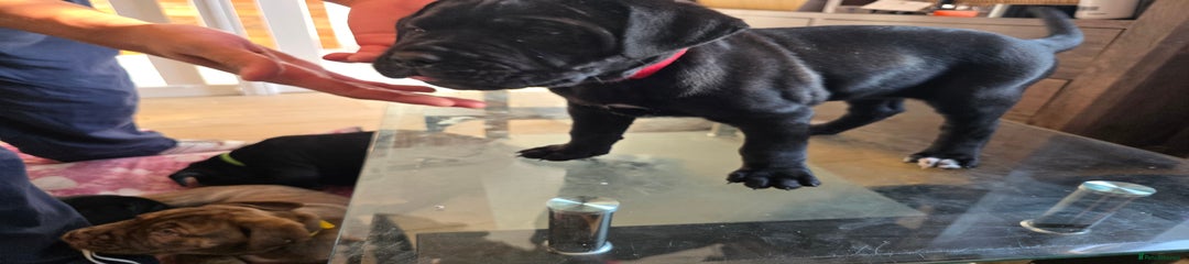 Cane Corso Puppy 4