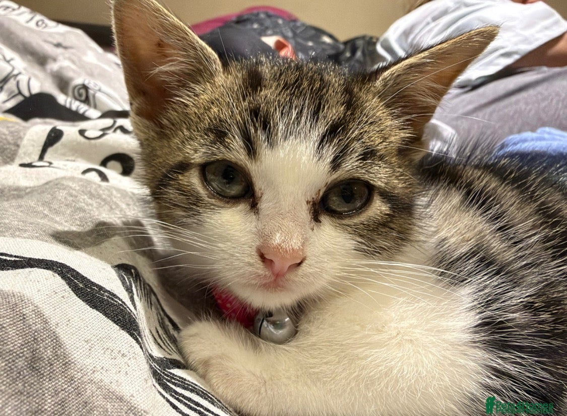 Domestic Shorthair cats Ellie tabby/white - Advert 10