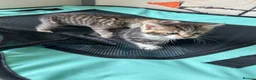Mixed Breed cats for sale: 4 beautiful kittens for sale - Advert 7