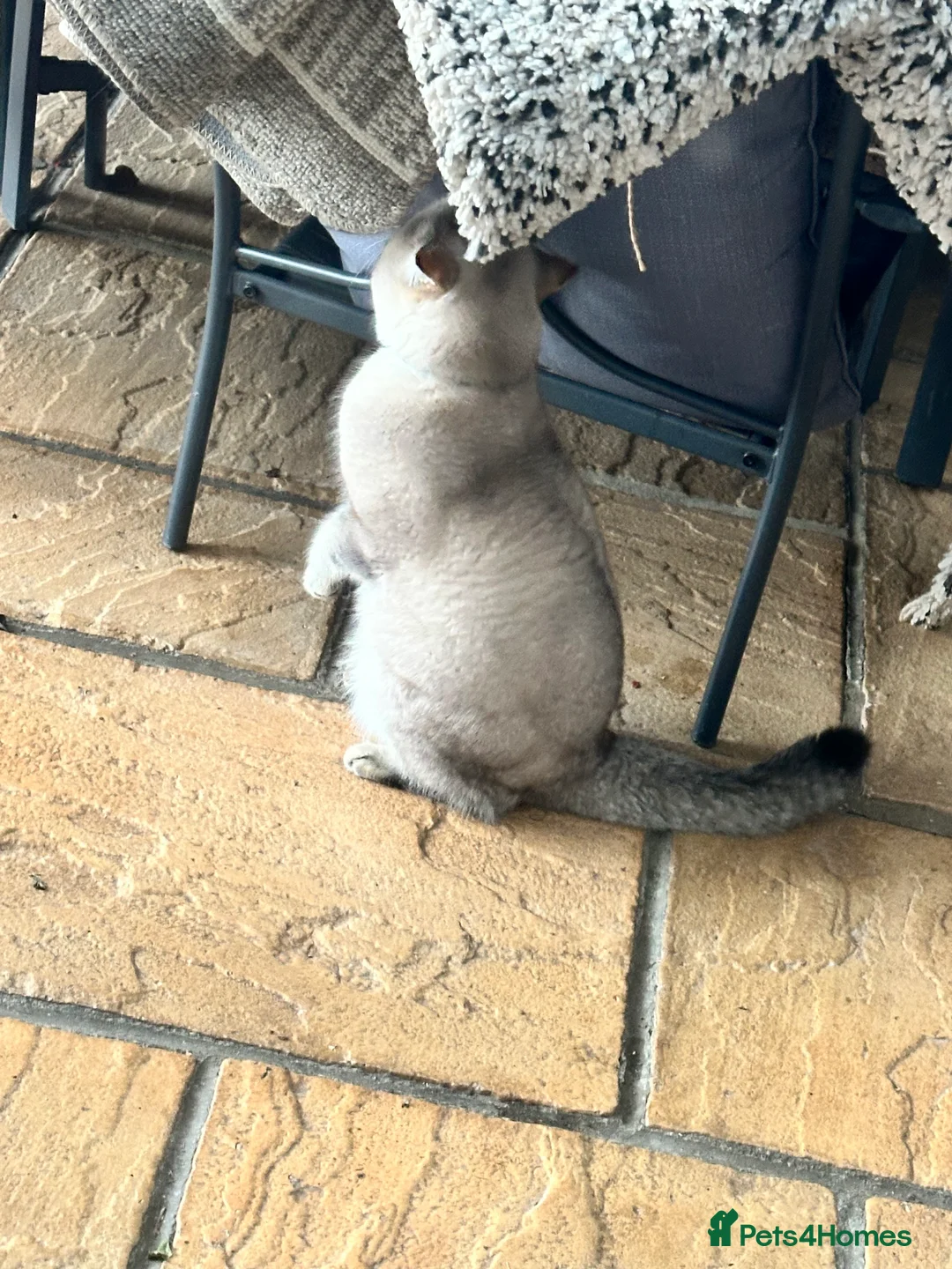 Scottish Fold cats for stud: Lovely Scottish fold( straight )boy ❤️ - Advert 11