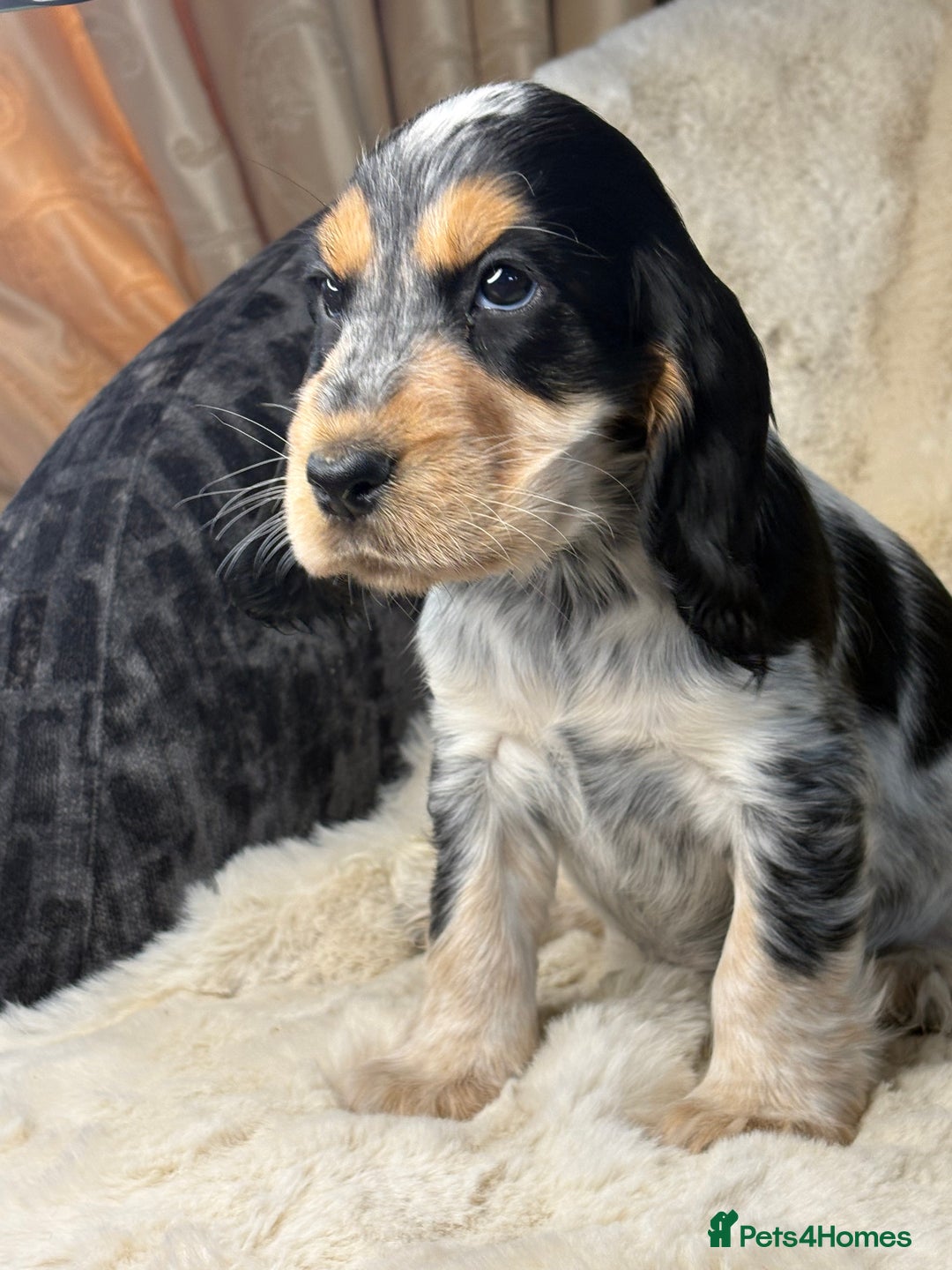 Cocker Spaniel dogs for sale: Health tested cocker spaniel puppies  - Advert 21