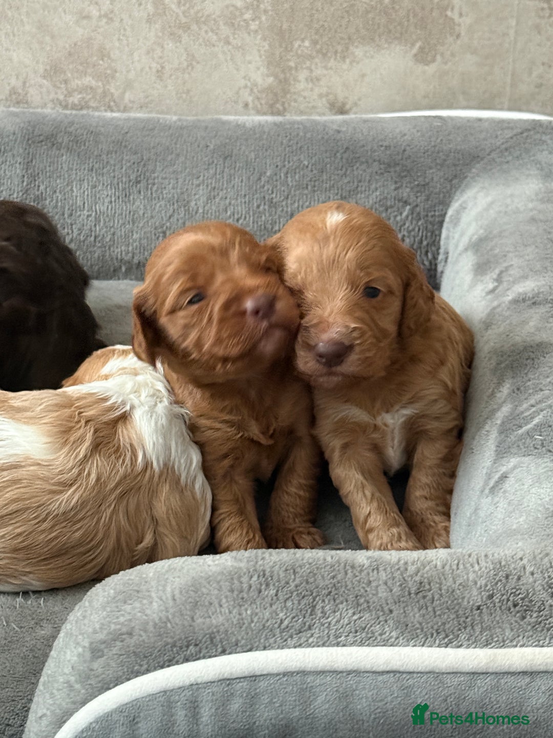 Cockapoo dogs for sale: 🐾Beautiful F2 cockapoos  🐾 - Image 22
