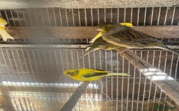 Canaries birds for sale: Canaries available  - Image 5