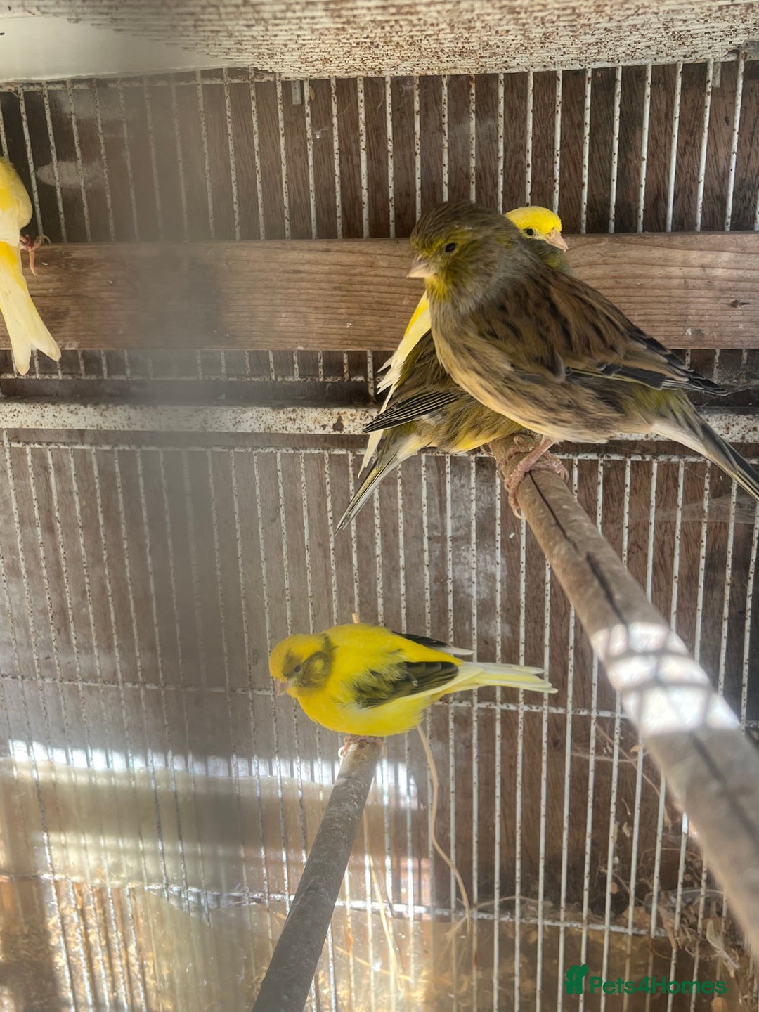Canaries birds for sale: Canaries available  - Image 5
