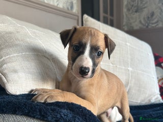 Whippet dogs Beautiful pure bred pups - Advert 2