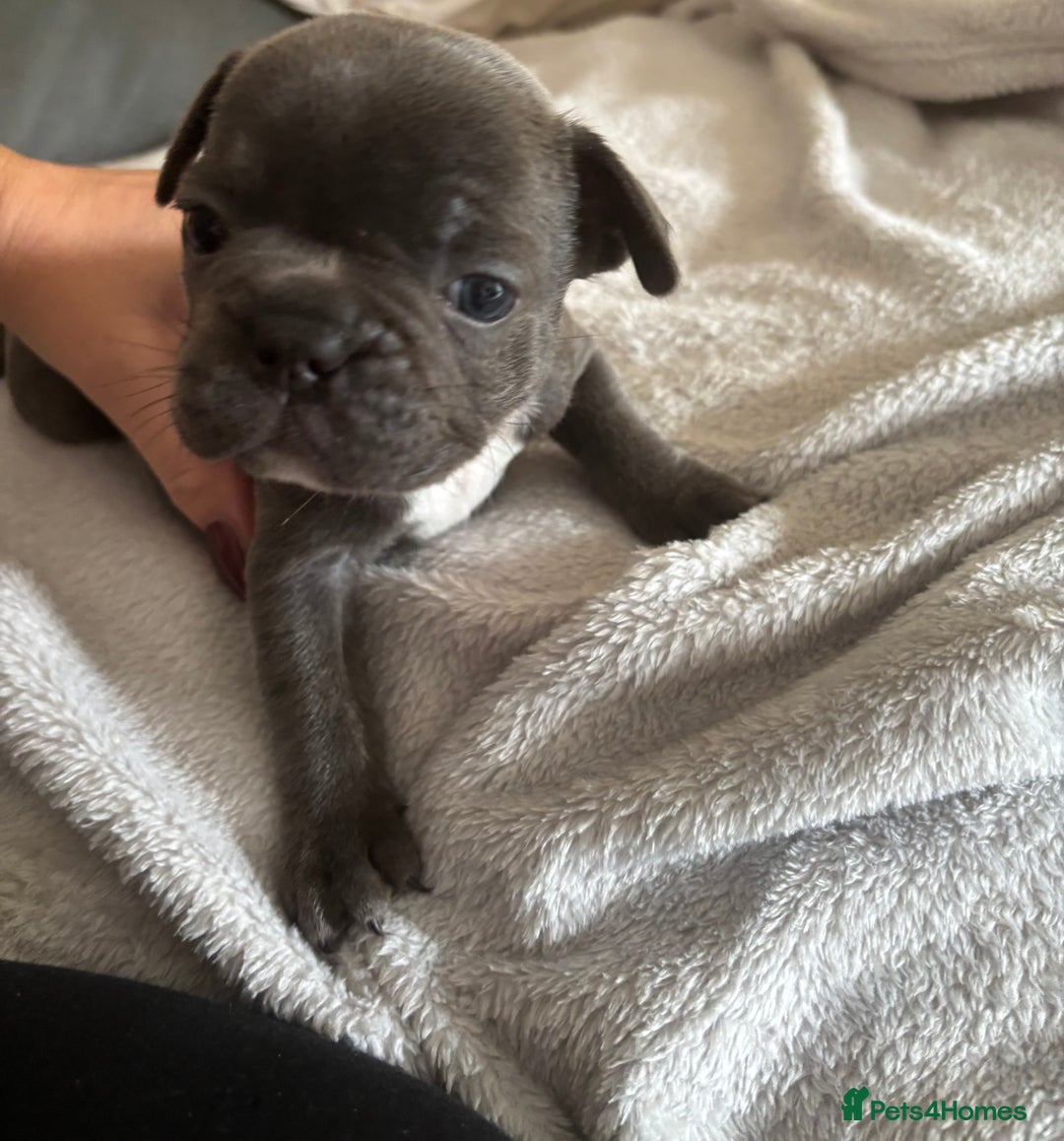 French Bulldog dogs for sale: Adorable French bulldog puppies for sale - Image 7