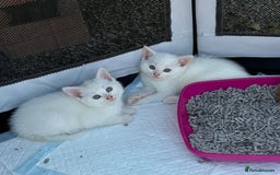 British Shorthair cats for sale: Adorable Kittens! - Image 15