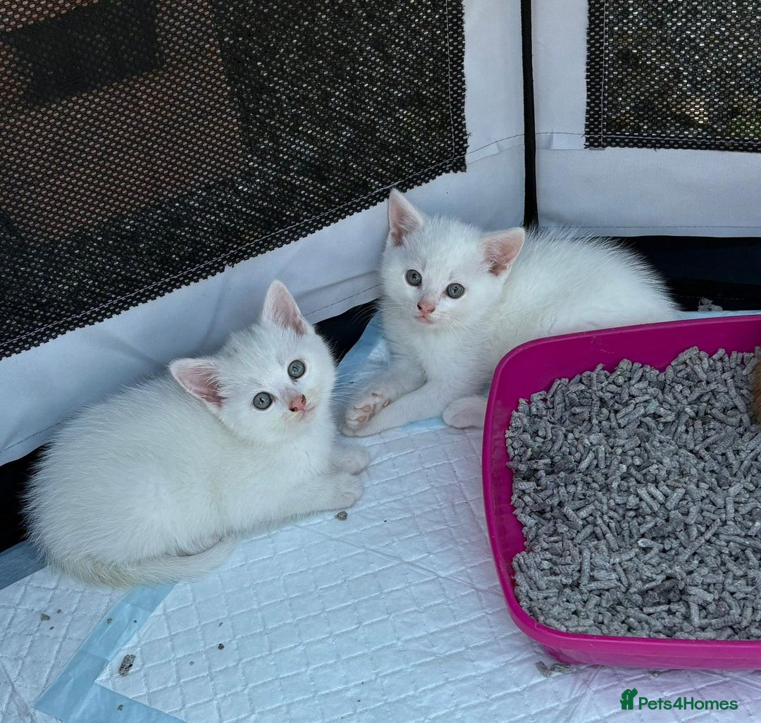 British Shorthair cats for sale: Adorable Kittens! - Image 15