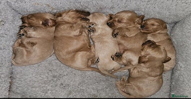 Cockapoo dogs - Advert 6