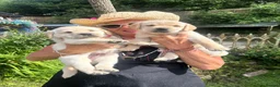 Labrador Retriever dogs for sale: Fabulous blonde Labrador puppies  - Advert 6