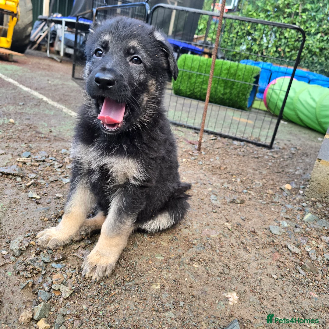 German Shepherd dogs for sale: Outstanding German Shepherd Puppies - Advert 24
