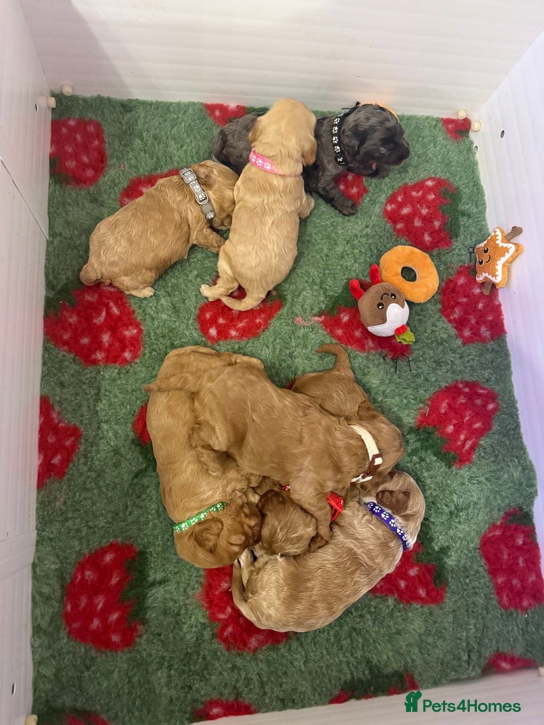 Cockapoo dogs for sale: Gorgeous F1 cockapoo puppies  - Advert 18