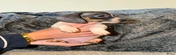 Chiweenie dogs for sale: 3 Beautiful Chiweenies For Sale 1BOY2 GIRLS!READY! - Advert 17