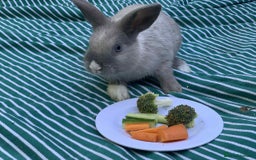 French Lop rabbits for sale: Beautiful lop bunnies - Image 2