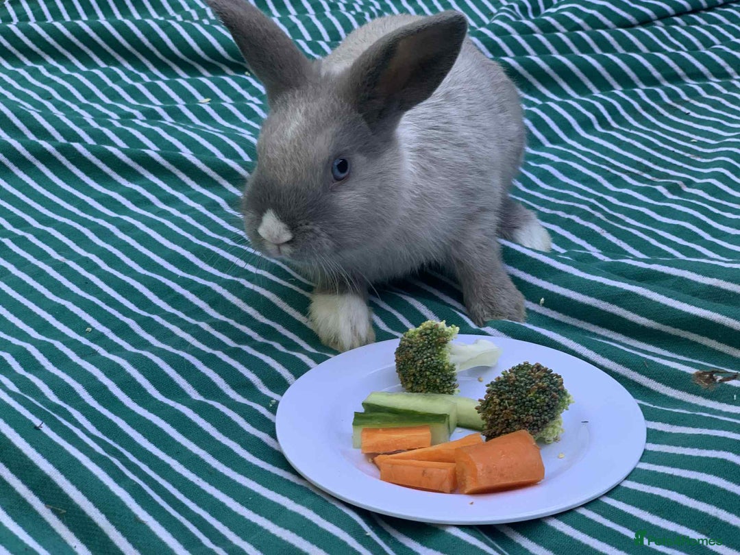 French Lop rabbits for sale: Beautiful lop bunnies - Image 2
