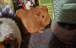 Guinea Pig rodents for sale: Female Guinea Pig Duo for Rehoming  - Image 5