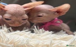 Sphynx cats for sale: Sphynx kittens - Image 1