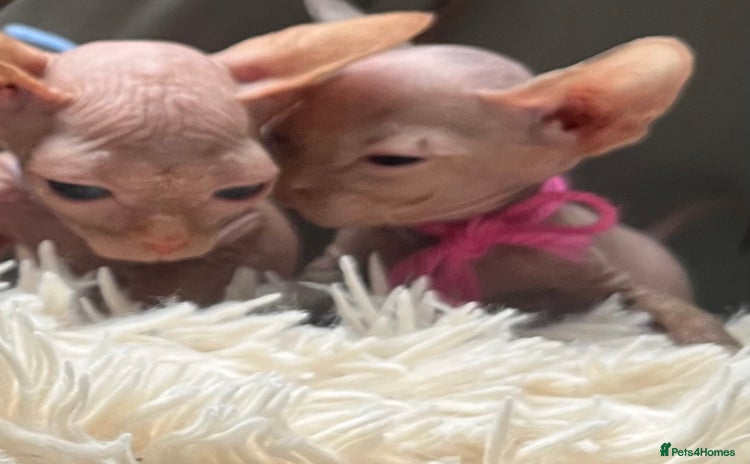 Sphynx cats - Advert 2