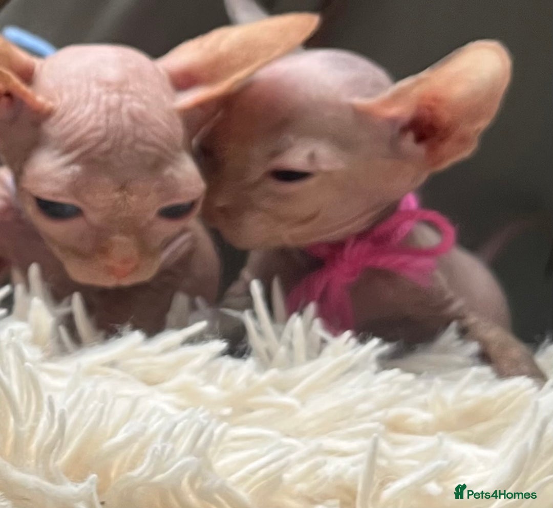 Sphynx cats for sale: Sphynx kittens - Image 1