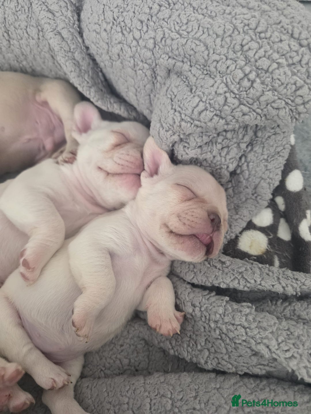 French Bulldog dogs for sale: Cream girl and cream boy available  - Advert 4
