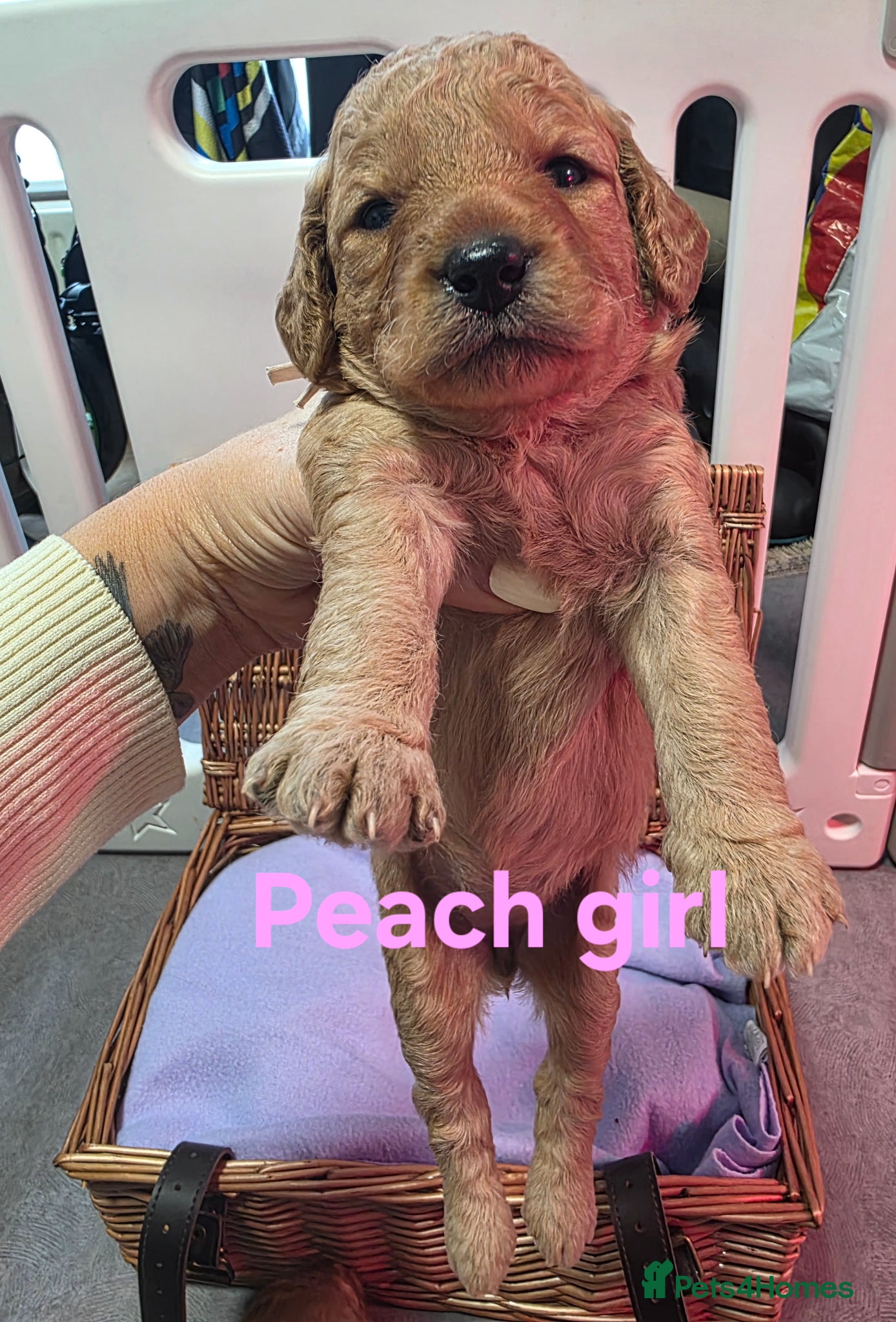 Mini Goldendoodle dogs for sale: Mini F1B Goldendoodles in Ballymoney - Advert 4