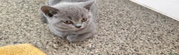 British Shorthair cats for sale: Two beautiful kittens  - Advert 4