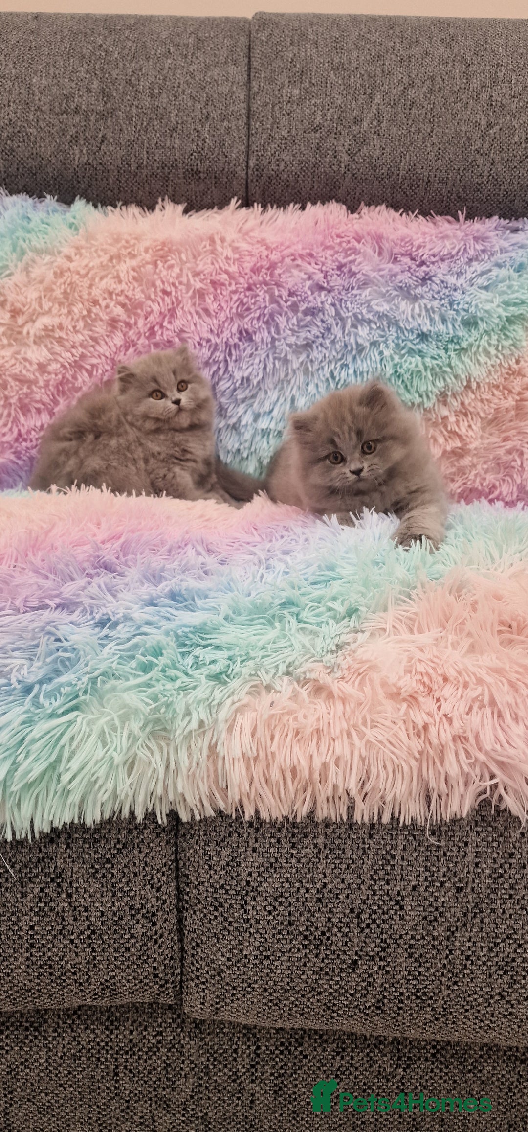 British Shorthair cats for sale: 💙British Shorthair and Long.. Blue kittens ❤️💛💚 - Image 5