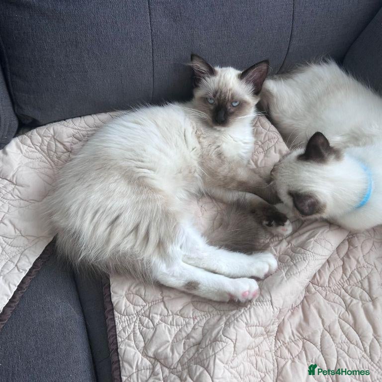 Ragdoll cats ragdoll kittens for sale  - Advert 3