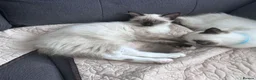 Ragdoll cats for sale: ragdoll kittens for sale  in Bristol - Advert 1