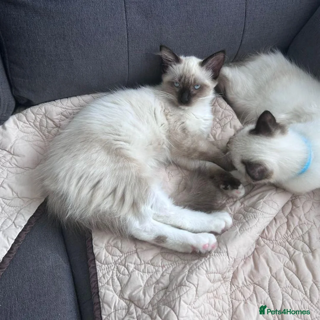 Ragdoll cats for sale: ragdoll kittens for sale  in Bristol - Advert 1