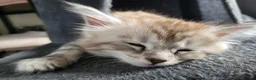 Maine Coon cats for sale: 2 MaineCoons LEFT! - Advert 2