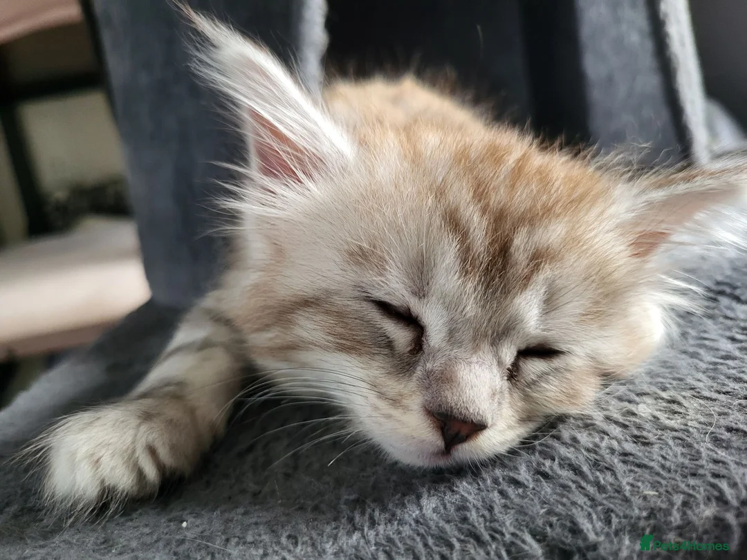 Maine Coon cats for sale: 2 MaineCoons LEFT! - Advert 2