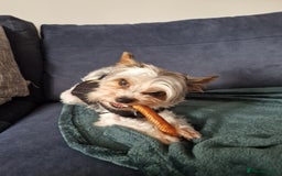 Biewer Terrier dogs for sale: Biewer Yorkshire Terrier  - Image 26