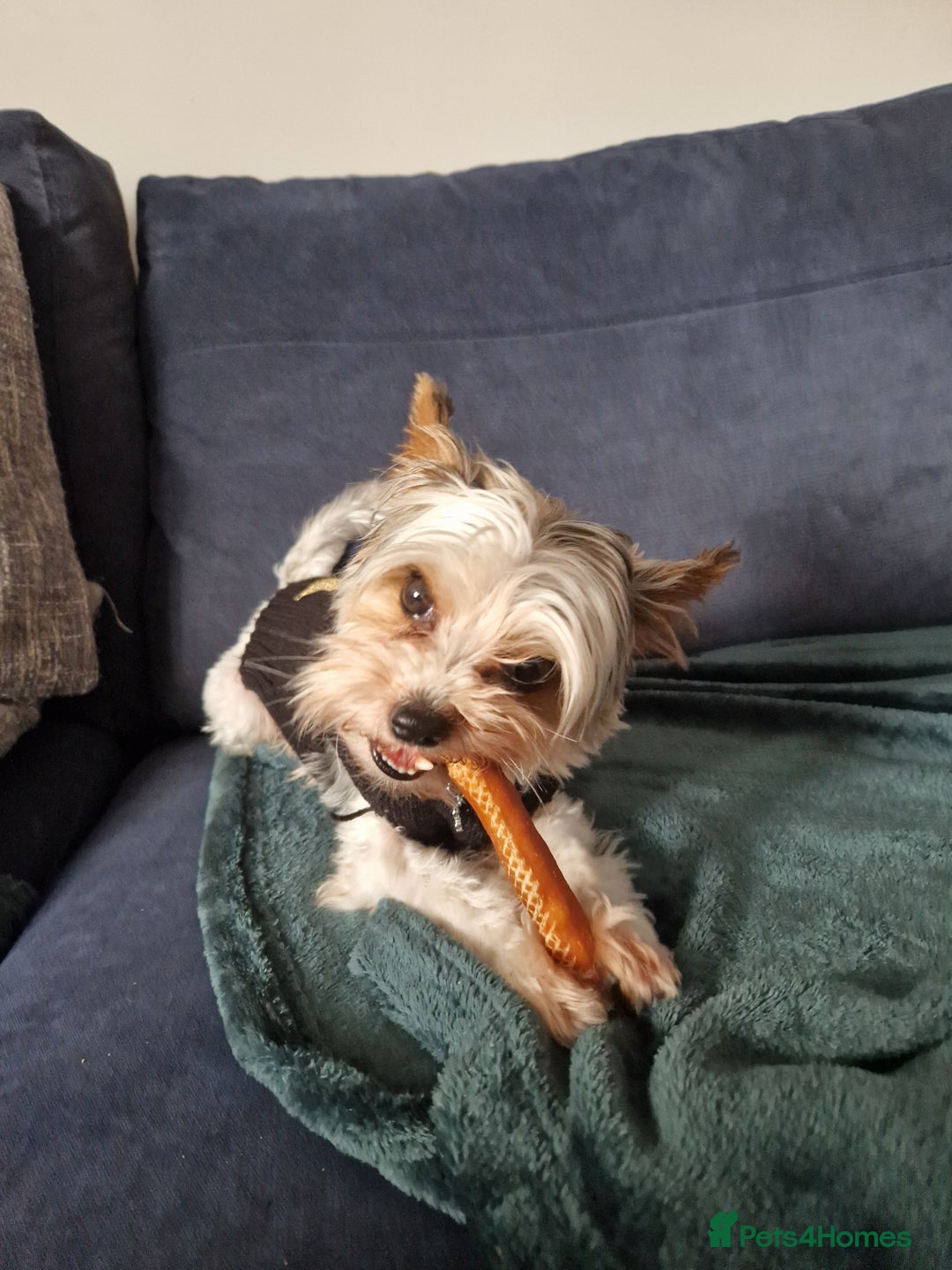 Biewer Terrier dogs for sale: Biewer Yorkshire Terrier  - Image 26