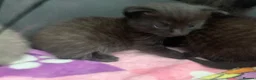 Russian Blue cats for sale: Litter of 4 mixed kittens  - Advert 8