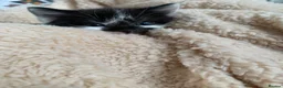 Mixed Breed cats for sale: Very cute spotty kittens for sale - Advert 3