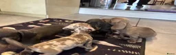 Miniature Dachshund dogs for sale: 8 MINI DACHSHUND!! - Advert 2
