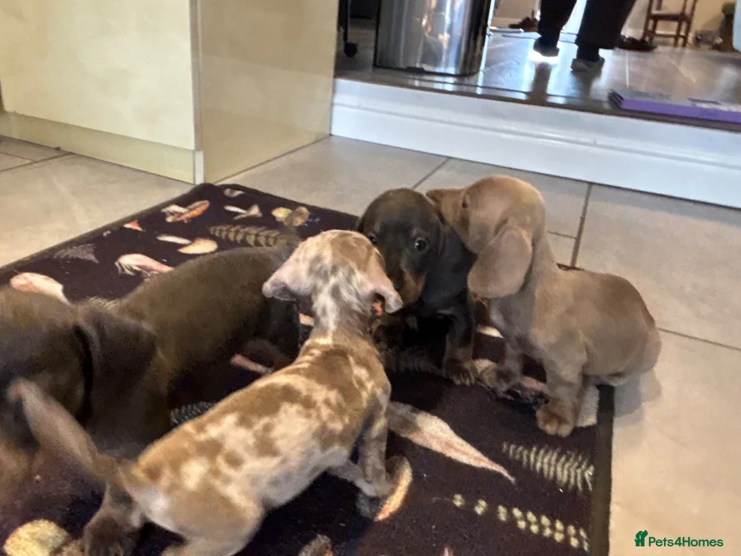 Miniature Dachshund dogs for sale: 8 MINI DACHSHUND!! - Advert 2