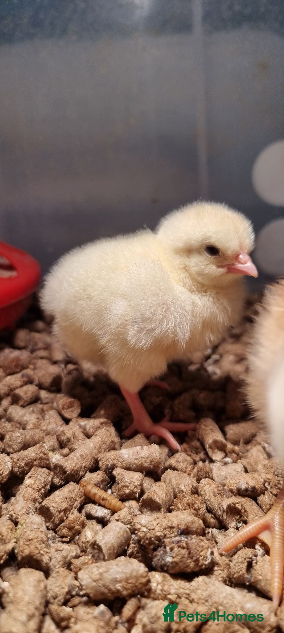 Chickens poultry Light Sussex & Rhode Island Red Chicks – Unsexed - Advert 1