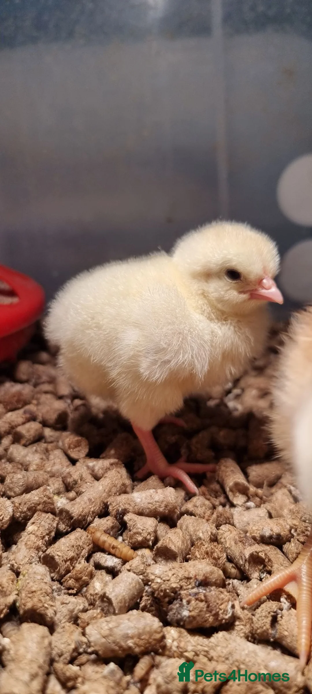 Chickens poultry for sale: Light Sussex & Rhode Island Red Chicks – Unsexed - Advert 1