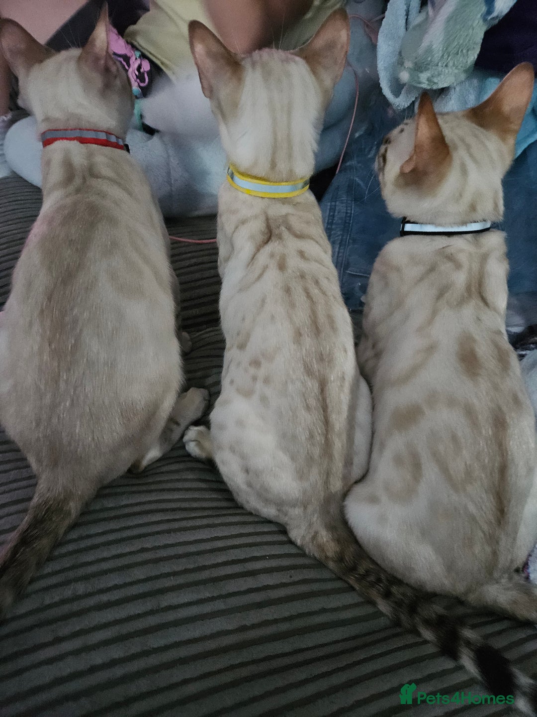 Bengal cats for sale: Snow bengal kittens for loving homes  - Image 12