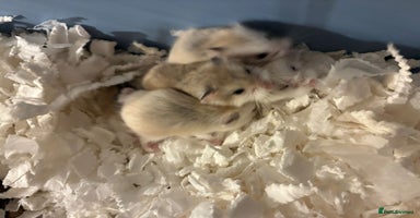 Hamster rodents - Advert 4