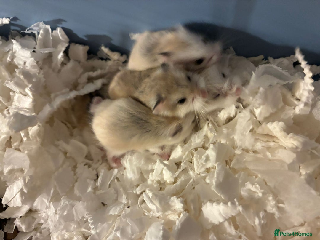 Hamster rodents for sale: roborovski dwarf hamster - Image 3
