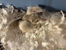 Hamster rodents - Advert 5