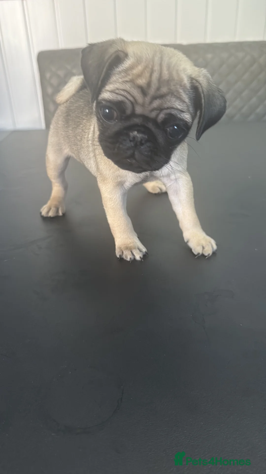 Pug dogs for sale: Kc registered pug puppies  - Advert 2