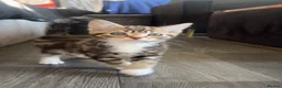 Mixed Breed cats for sale: Beautiful kitten  - Advert 8