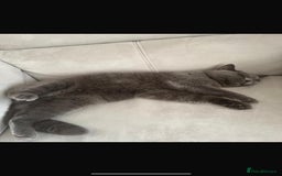 British Shorthair cats for sale: British shorthair+Scottish fold mix  in Waltham Cross - Image 3