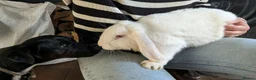 Mixed Breed rabbits for sale: Rabbit for rehome in Northampton - Advert 1
